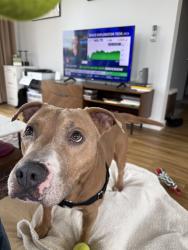 Shelter Stray Male Dog last seen Bainbridge Avenue, BRONX, NY, 10458, 326 E 110th St, New York, NY 10029, USA