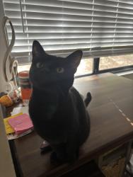 Reunited Female Cat last seen Monterey Pines apmts, Monterey, CA 93940