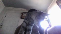 Reunited Female Cat last seen north macarthur, Irving, TX 75061
