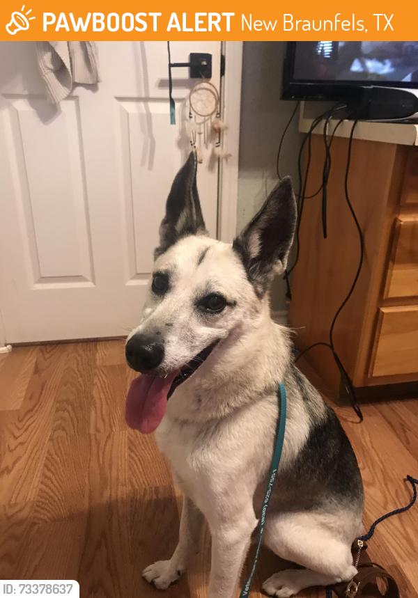 Found/Stray Male Dog last seen Misty acres dr, New Braunfels, TX 78130