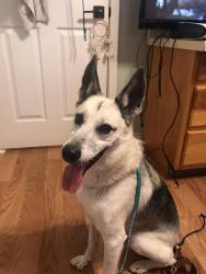 Found/Stray Male Dog last seen Misty acres dr, New Braunfels, TX 78130