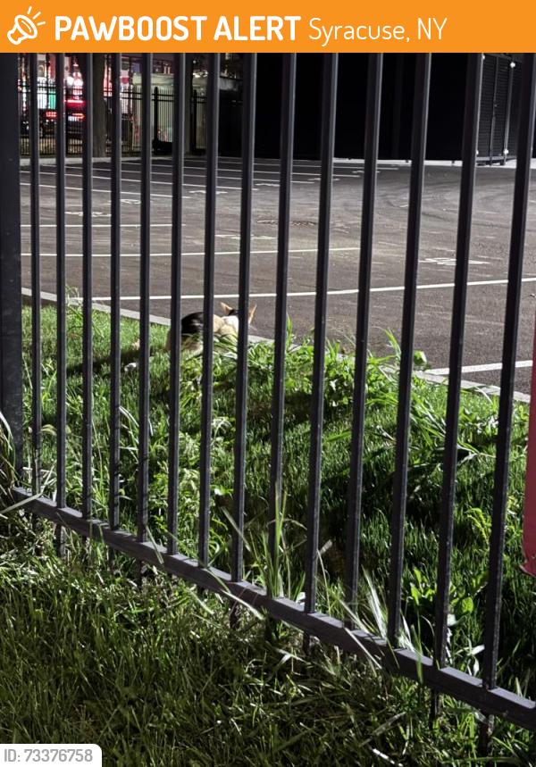 Found/Stray Unknown Cat last seen for the cat's privacy, i can't reveal., Syracuse, NY 13202
