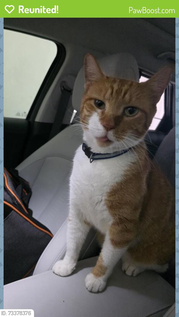 Reunited Unknown Cat last seen Londonderry Ln and Robinhood Ln, Bonita Springs, FL 34135