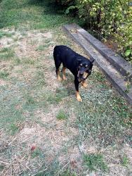 Reunited Male Dog last seen Near Ichabod Lane,Chattanooga, TN, Chattanooga, TN 37405