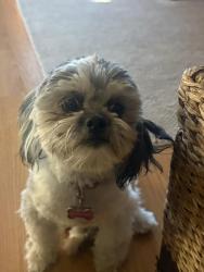 Lost Female Dog last seen Oso park, Phoenix, AZ 85033