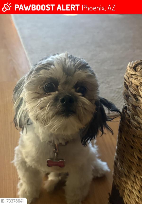 Lost Female Dog last seen Oso park, Phoenix, AZ 85033