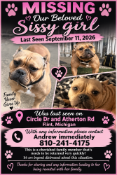 Lost Female Dog last seen Atherton Road and Hemphill Road, Flint, MI 48507