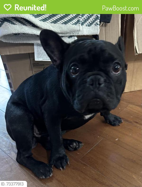Reunited Male Dog last seen Alder Dr. and Olive Ct., Orange Park, FL 32073