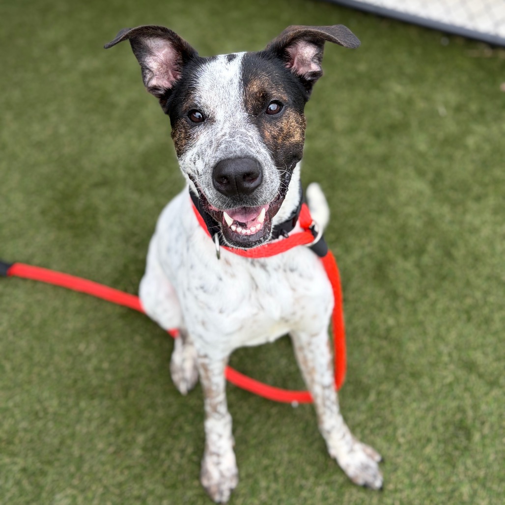 Shelter Stray Female Dog last seen , Animal Care & Control Team of Philly, 111 W Hunting Park Ave, Philadelphia, PA 19140, USA