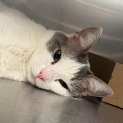 Shelter Stray Female Cat last seen , Animal Care & Control Team of Philly, 111 W Hunting Park Ave, Philadelphia, PA 19140, USA