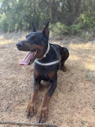 Reunited Male Dog last seen Bear creek ln, Arlington, TX 76006