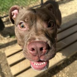 Shelter Stray Male Dog last seen , Animal Care & Control Team of Philly, 111 W Hunting Park Ave, Philadelphia, PA 19140, USA