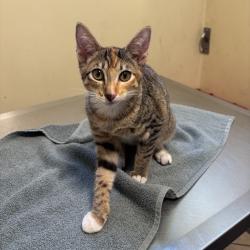 Shelter Stray Female Cat last seen , 361 S Raymond Ave, Pasadena, CA 91105, USA