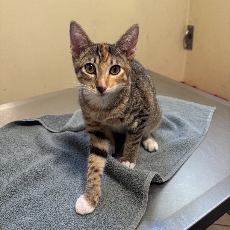 Shelter Stray Female Cat last seen , 361 S Raymond Ave, Pasadena, CA 91105, USA