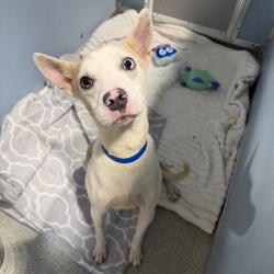 Shelter Stray Male Dog last seen , 3607 N Armenia Ave, Tampa, FL 33607, USA