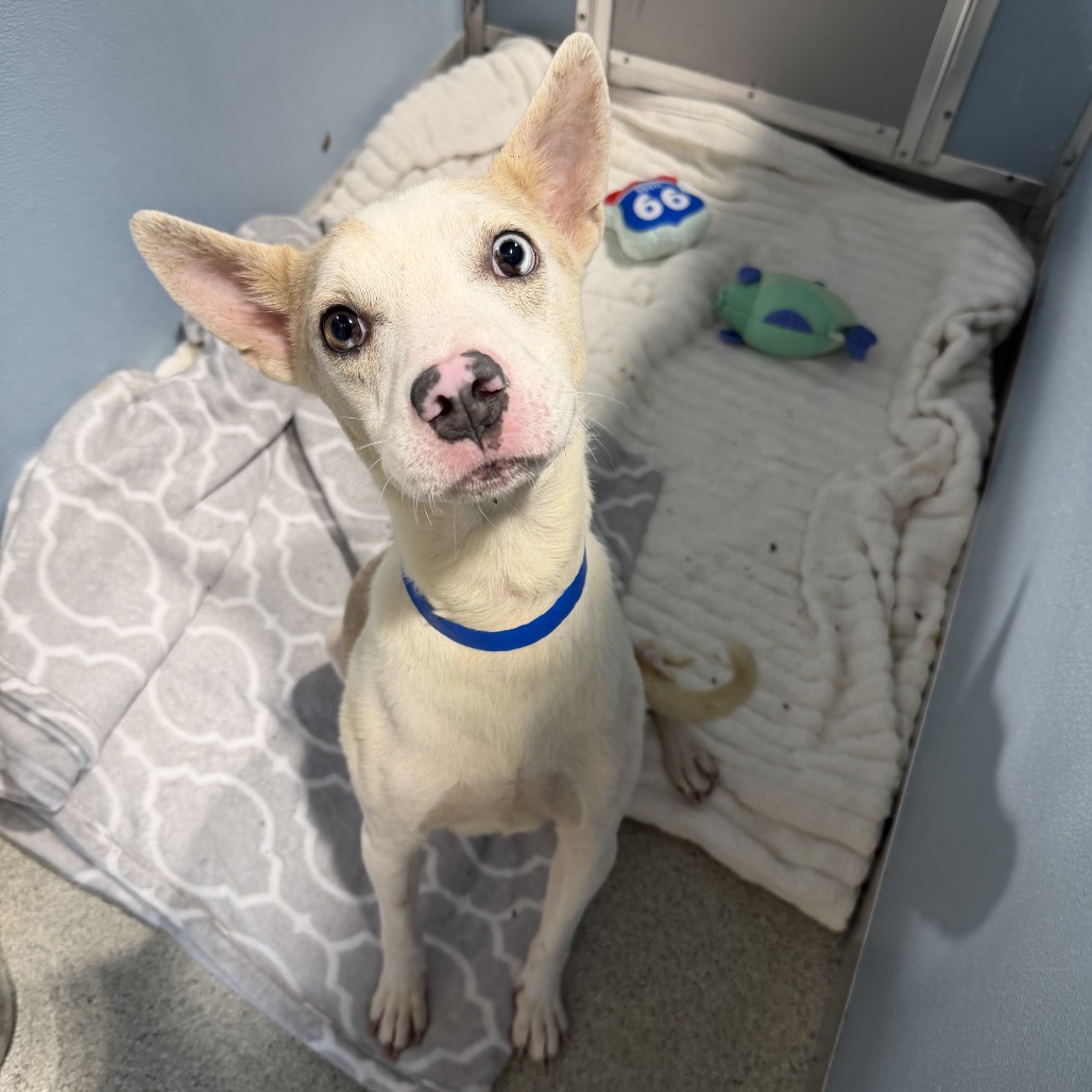 Shelter Stray Male Dog last seen , 3607 N Armenia Ave, Tampa, FL 33607, USA