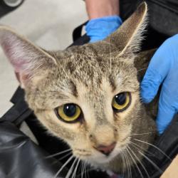 Shelter Stray Female Cat last seen , 124 Evergreen Ave, Newark, NJ 07114, USA