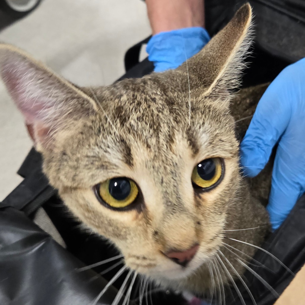 Shelter Stray Female Cat last seen , 124 Evergreen Ave, Newark, NJ 07114, USA
