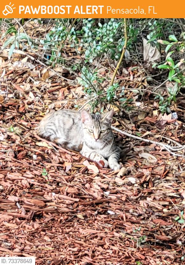 Found/Stray Unknown Cat last seen Woods next to Target Blue Angel, Pensacola, FL 32506
