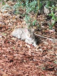 Found/Stray Unknown Cat last seen Woods next to Target Blue Angel, Pensacola, FL 32506