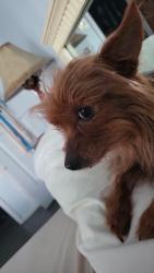 Lost Female Dog last seen Mark twain rd, Port Richey, FL 34668