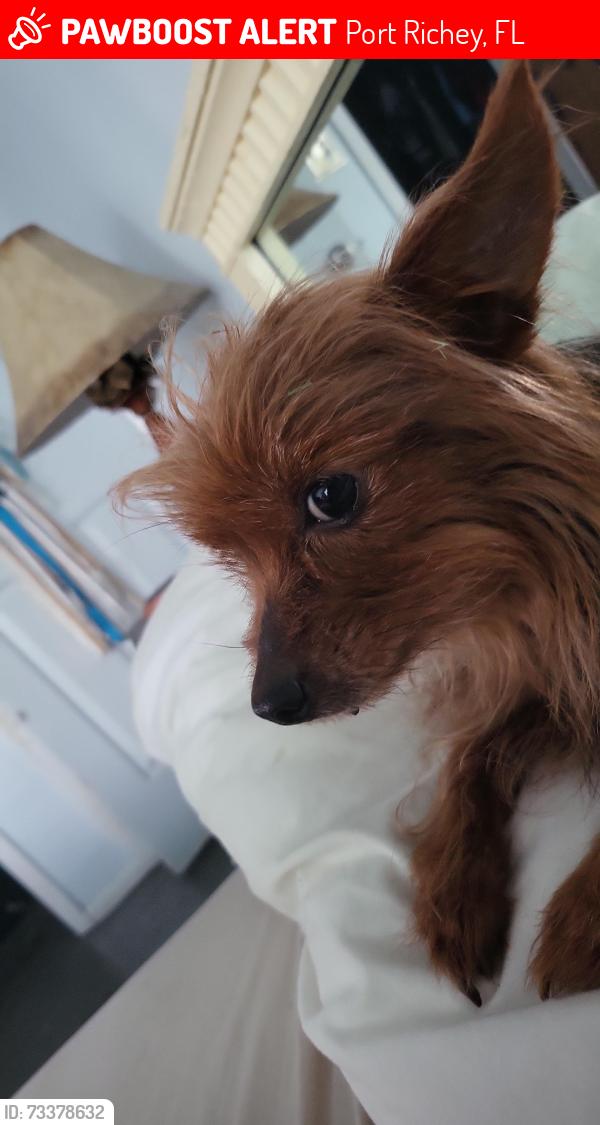 Lost Female Dog last seen Mark twain rd, Port Richey, FL 34668