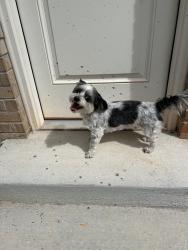 Found/Stray Unknown Dog last seen Hefner and Broadway Extension, Oklahoma City, OK 73114