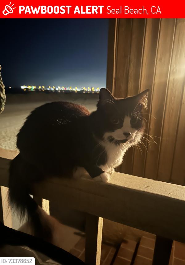 Lost Female Cat last seen Dolphin Ave & Seal Way, Seal Beach, CA 90740