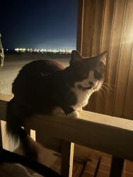 Lost Female Cat last seen Dolphin Ave & Seal Way, Seal Beach, CA 90740