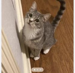 Lost Male Cat last seen Lanham, College Station, TX 77845