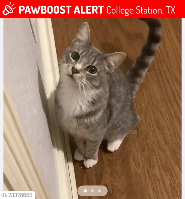 Lost Male Cat last seen Lanham, College Station, TX 77845