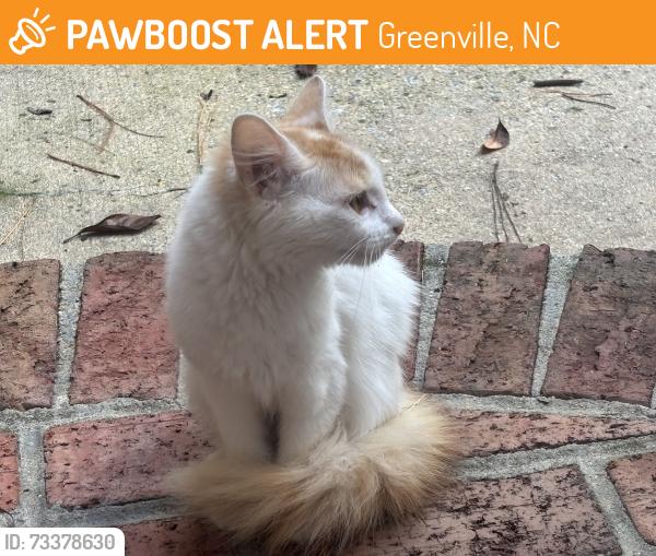Found/Stray Unknown Cat last seen Shamrock Subdivion, Greenville, NC 27834