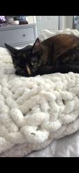 Reunited Female Cat last seen Hillside & Heide Ct, El Sobrante, El Sobrante, CA 94803