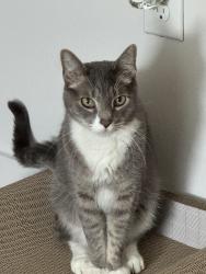 Lost Male Cat last seen Alma and Van tuyl, McKinney, TX 75070