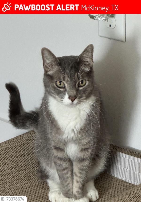 Lost Male Cat last seen Alma and Van tuyl, McKinney, TX 75070