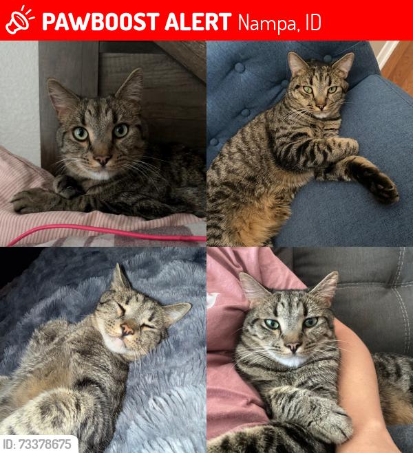 Lost Male Cat last seen Lake Lowell/roosevelt and Middleton, Nampa, ID 83686