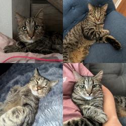 Lost Male Cat last seen Lake Lowell/roosevelt and Middleton, Nampa, ID 83686