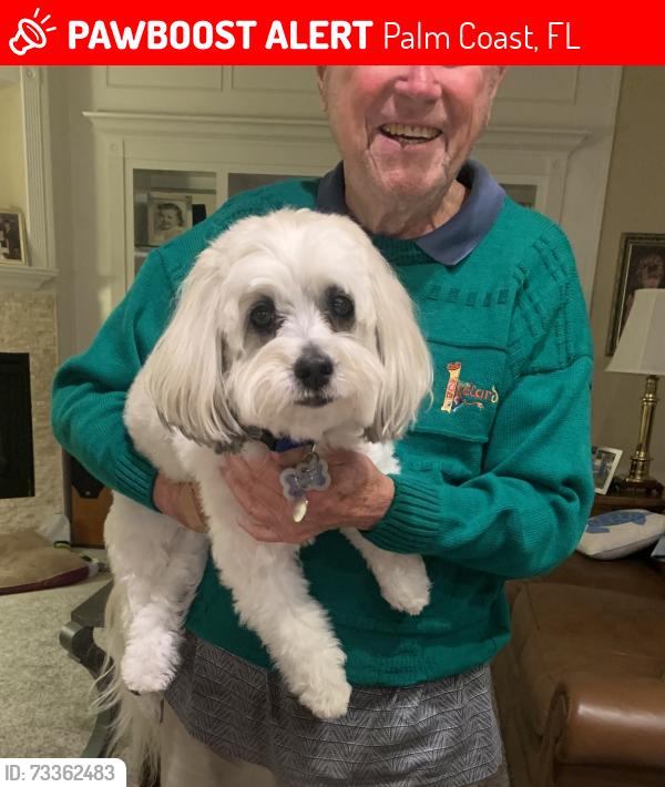 Lost Male Dog last seen Grand Haven. Jasmine drive and Osprey circle, Palm Coast, FL 32137