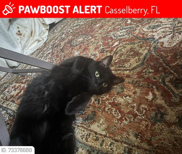 Lost Male Cat last seen North Gregory road, Casselberry, FL 32707
