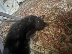Lost Male Cat last seen North Gregory road, Casselberry, FL 32707