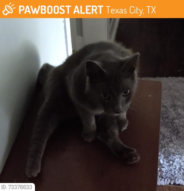 Found/Stray Male Cat last seen 0th Ave N & 4th St N, Texas City, TX 77590