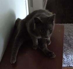 Found/Stray Male Cat last seen 0th Ave N & 4th St N, Texas City, TX 77590