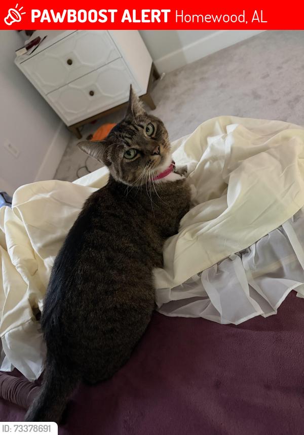 Lost Male Cat last seen Near near green springs, Homewood, AL 35209
