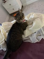 Lost Male Cat last seen Near near green springs, Homewood, AL 35209