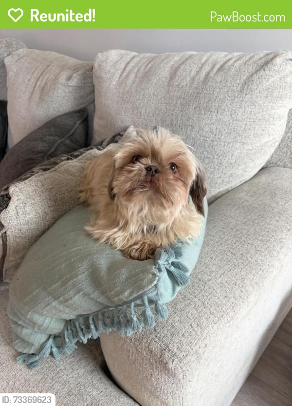 Reunited Female Dog last seen Near Henry Pl, Clarksville, TN 37042