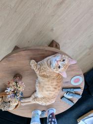 Reunited Male Cat last seen East Bay Oaks Mobile Home Park, Largo, FL 33771