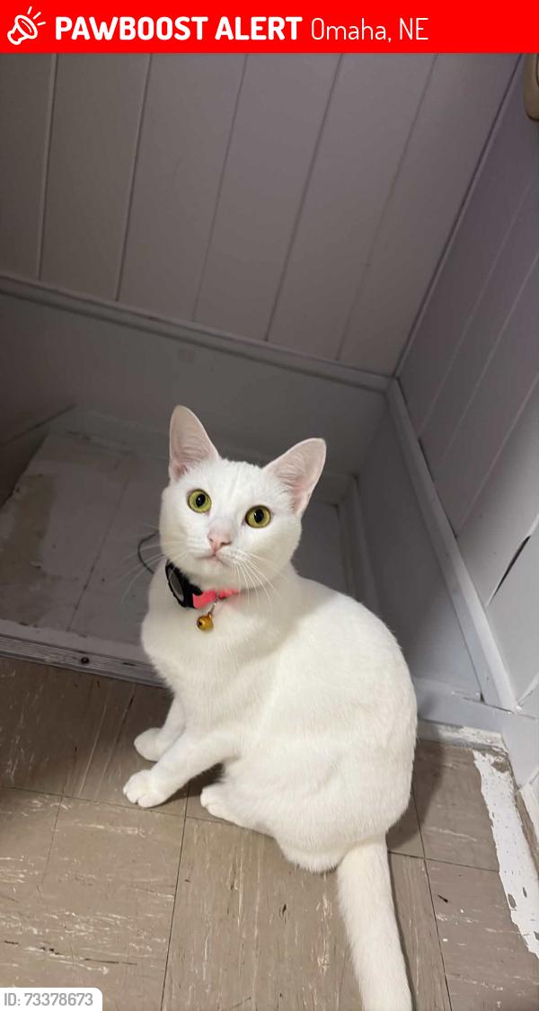 Lost Female Cat last seen Auto 1 Towing on 6328 Grover St, Omaha, NE 68106