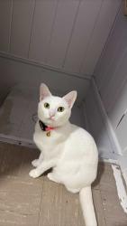 Lost Female Cat last seen Auto 1 Towing on 6328 Grover St, Omaha, NE 68106
