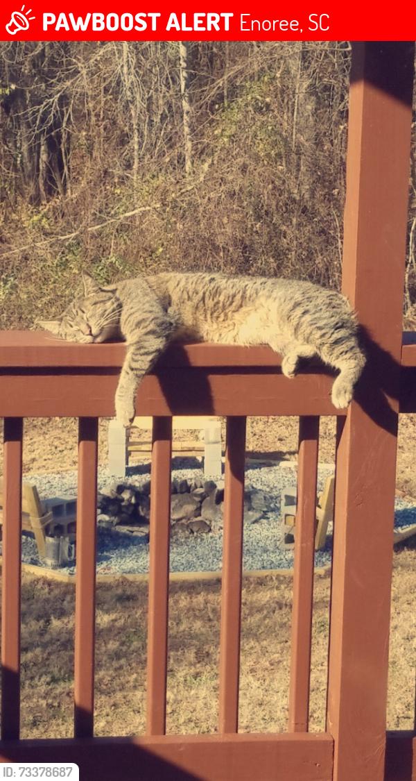 Lost Male Cat last seen Cross anchor rd, Enoree, SC 29335