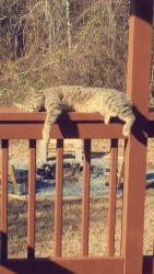 Lost Male Cat last seen Cross anchor rd, Enoree, SC 29335